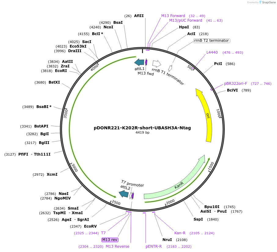 192094-plasmid-map-sequence-id-378795