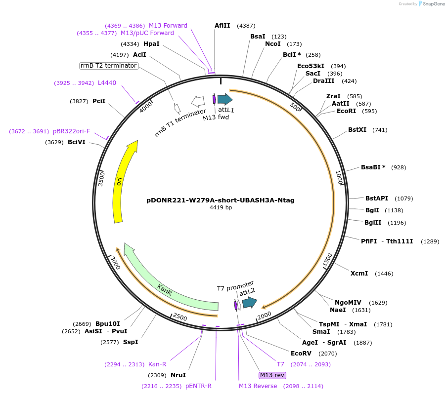 192096-plasmid-map-sequence-id-378797