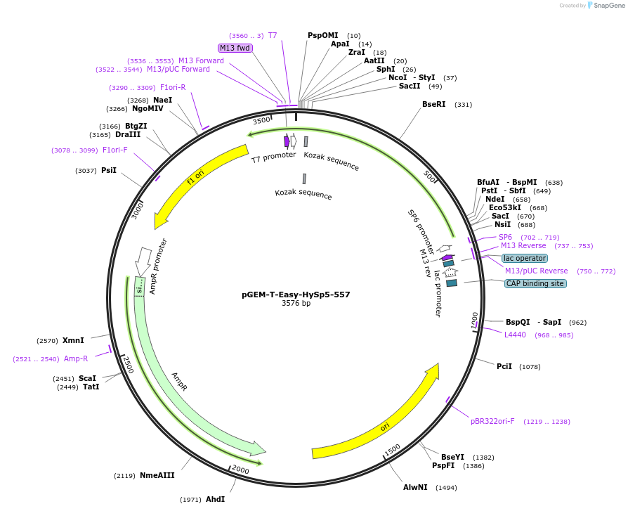 193000-plasmid-map-sequence-id-378798
