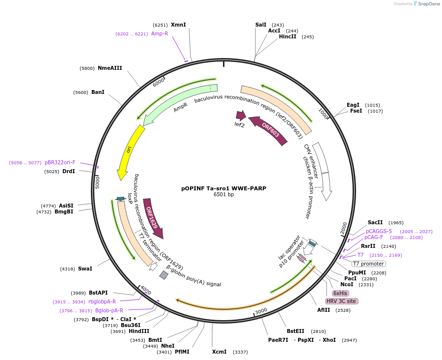 192550-plasmid-map-sequence-id-378819