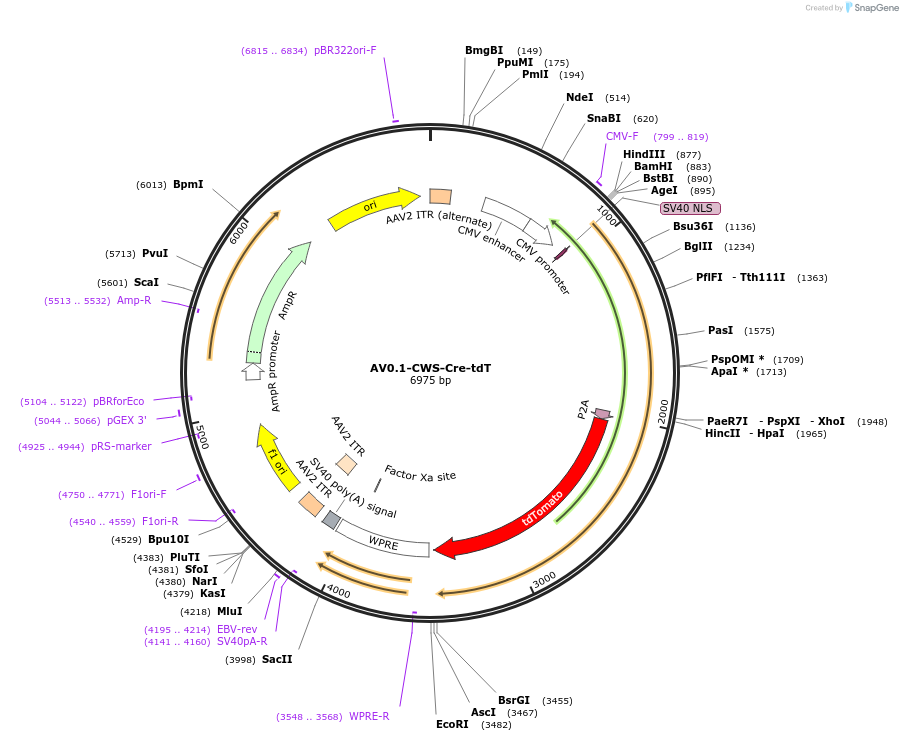 192876-plasmid-map-sequence-id-378823