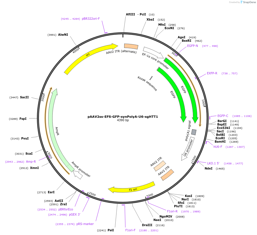 190902-plasmid-map-sequence-id-378842