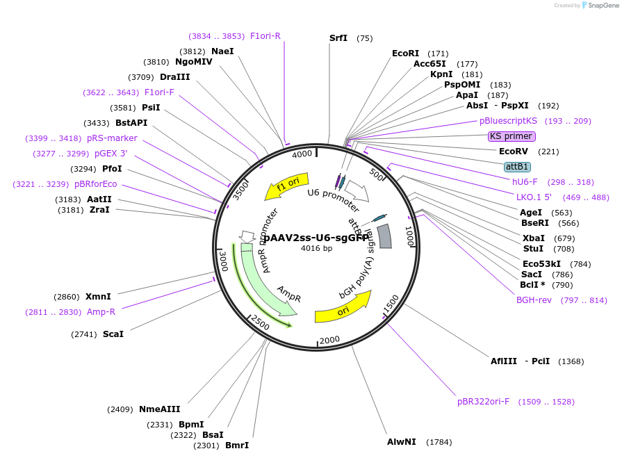190899-plasmid-map-sequence-id-378846