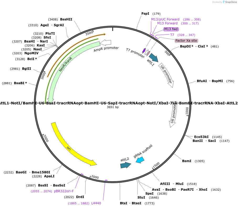 190898-plasmid-map-sequence-id-378847