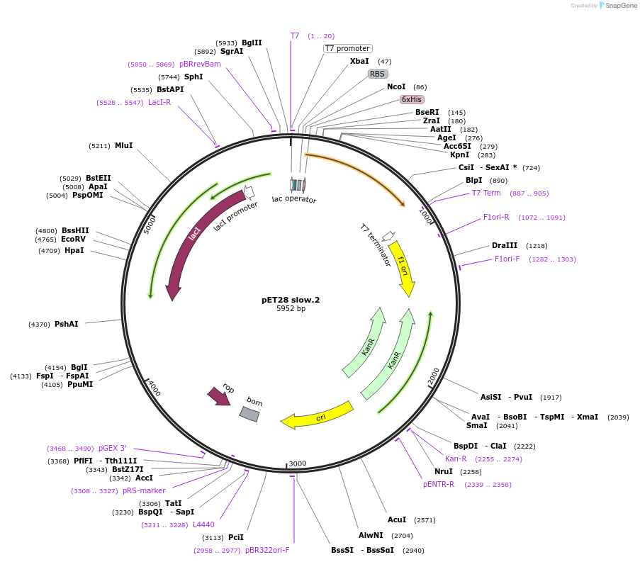 191894-plasmid-map-sequence-id-378851