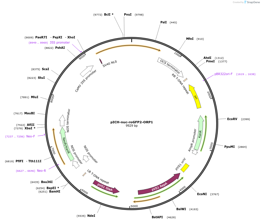 191758-plasmid-map-sequence-id-378858