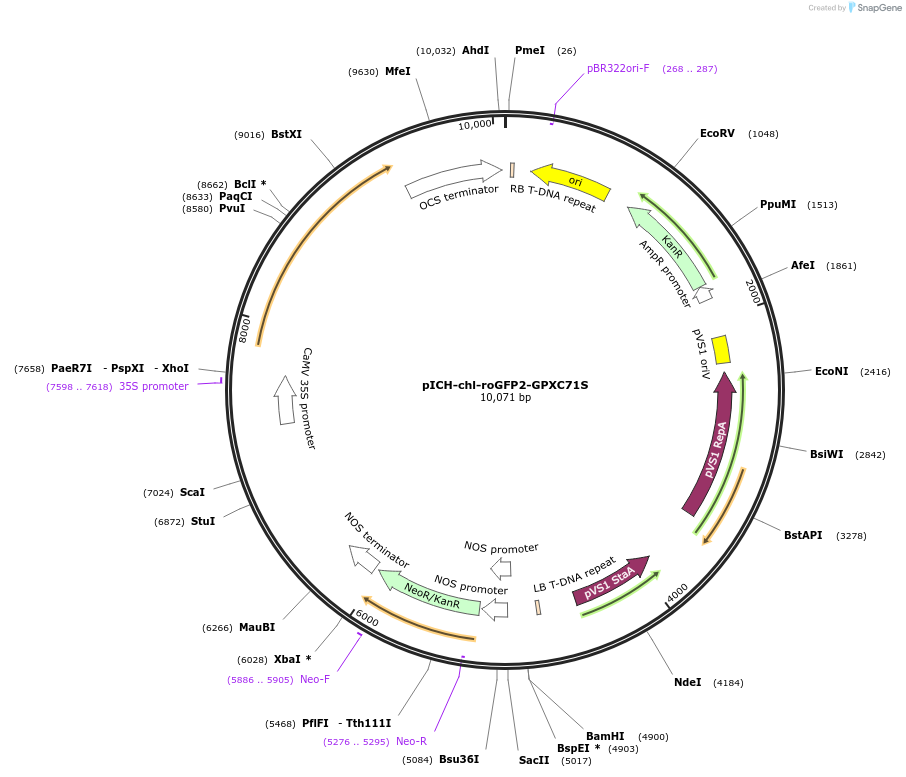 191703-plasmid-map-sequence-id-378859
