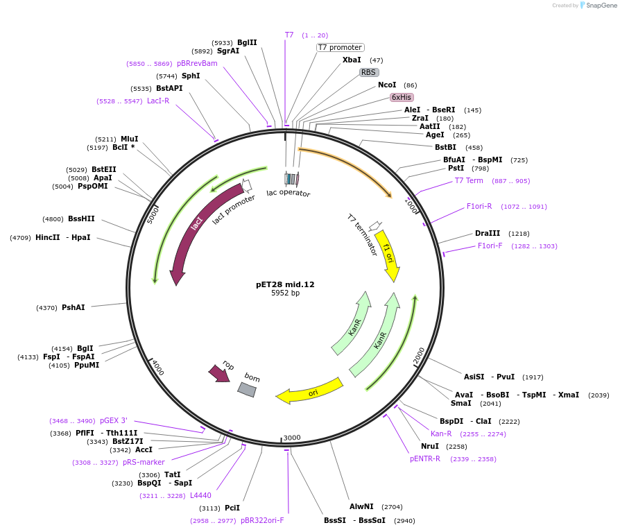191913-plasmid-map-sequence-id-378863