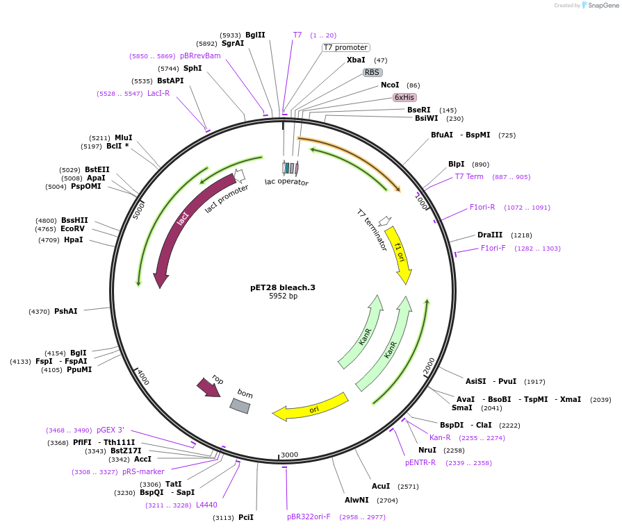 191914-plasmid-map-sequence-id-378864