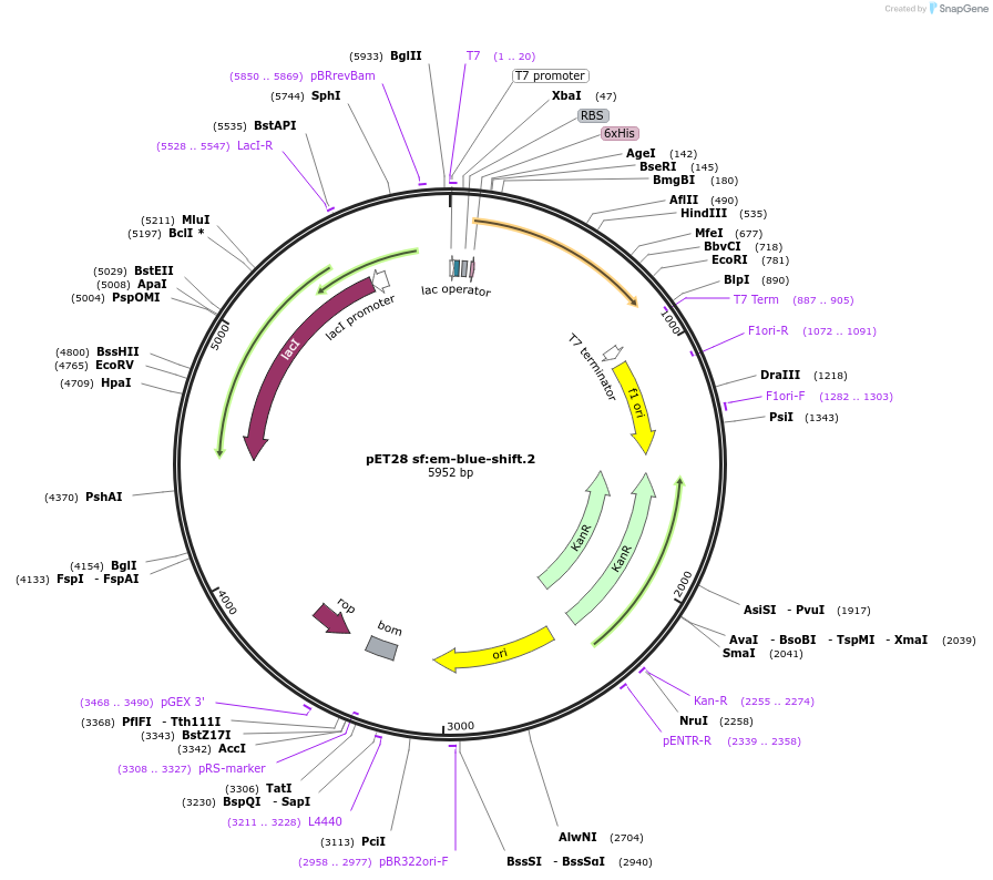 191919-plasmid-map-sequence-id-378865