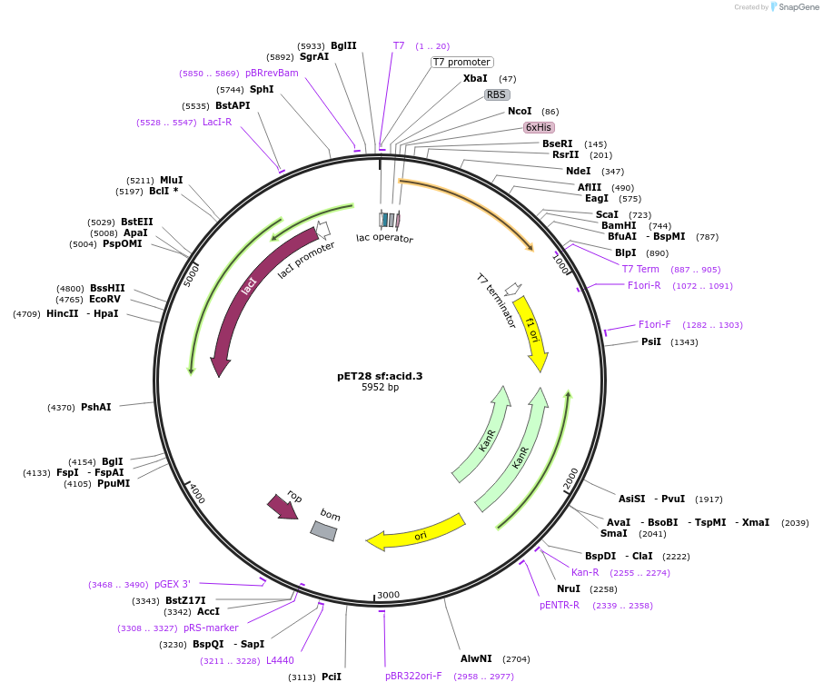 191926-plasmid-map-sequence-id-378868