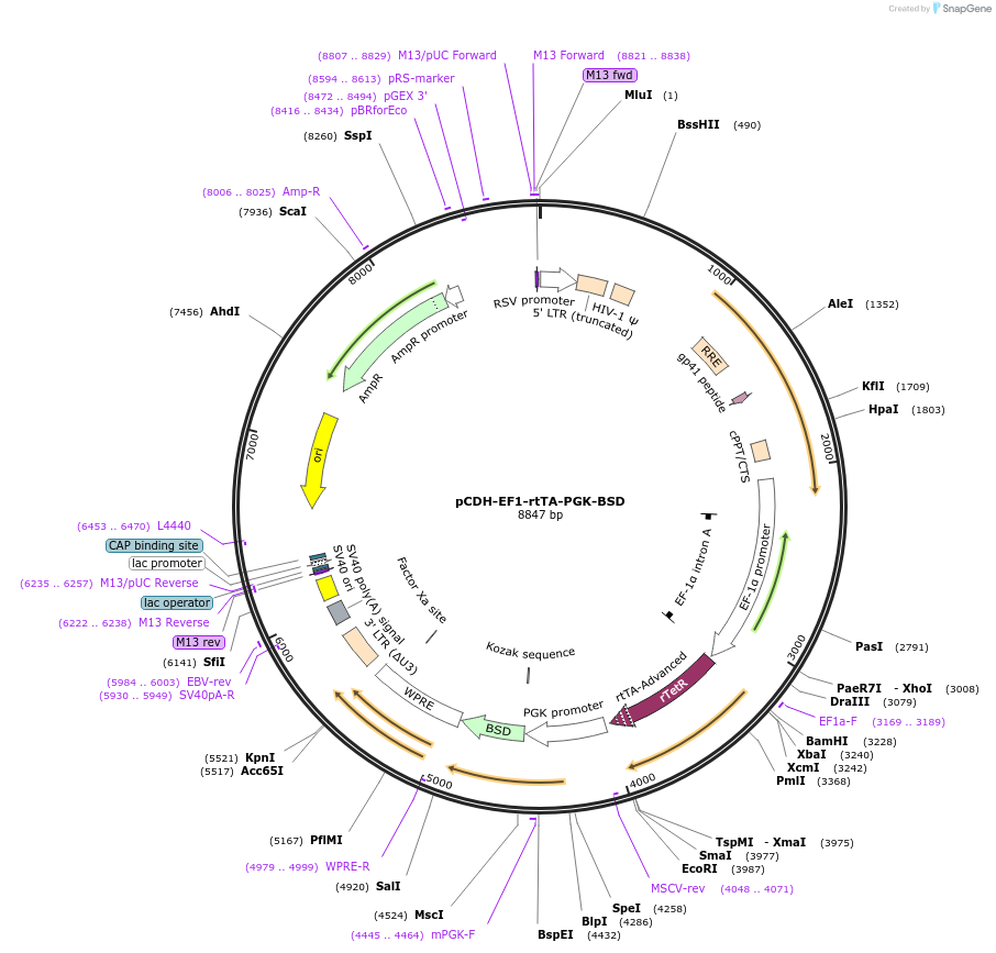 192885-plasmid-map-sequence-id-378874