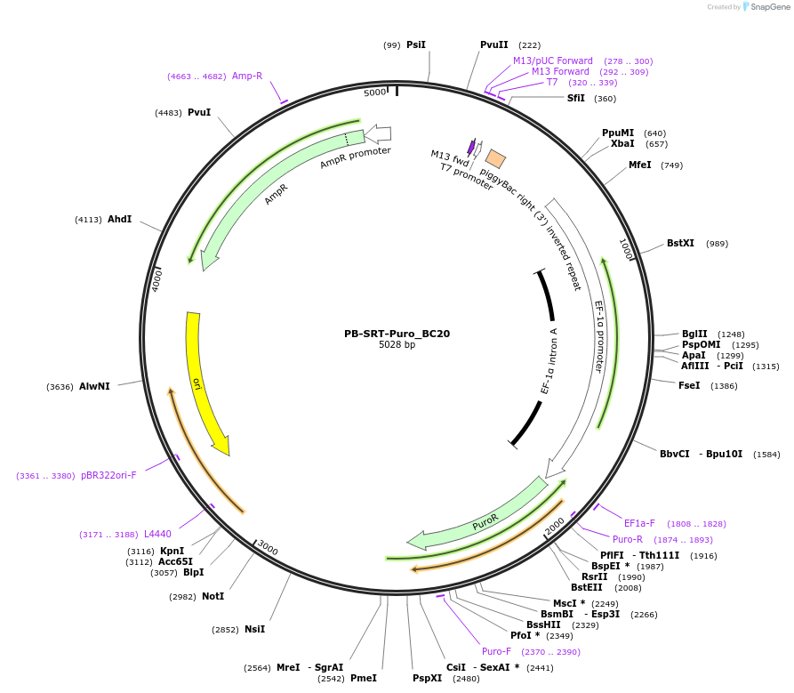 193162-plasmid-map-sequence-id-378877
