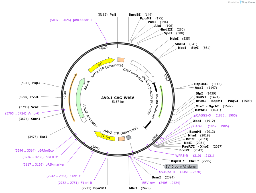 192891-plasmid-map-sequence-id-378882