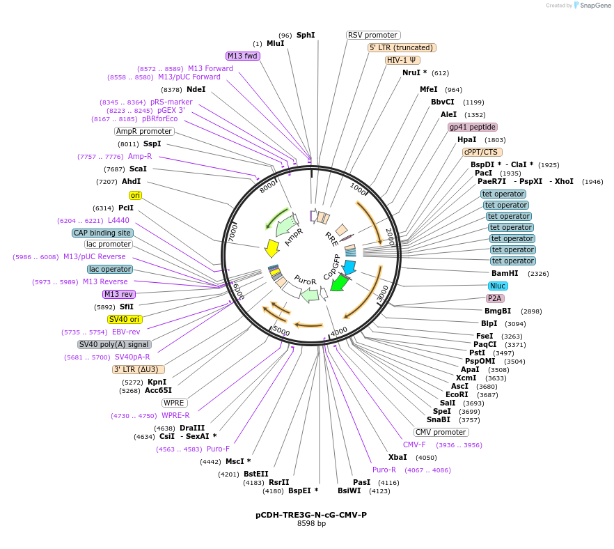 192886-plasmid-map-sequence-id-378891
