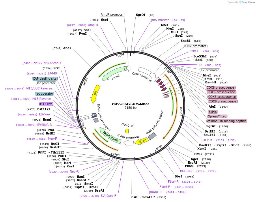 192075-plasmid-map-sequence-id-378919
