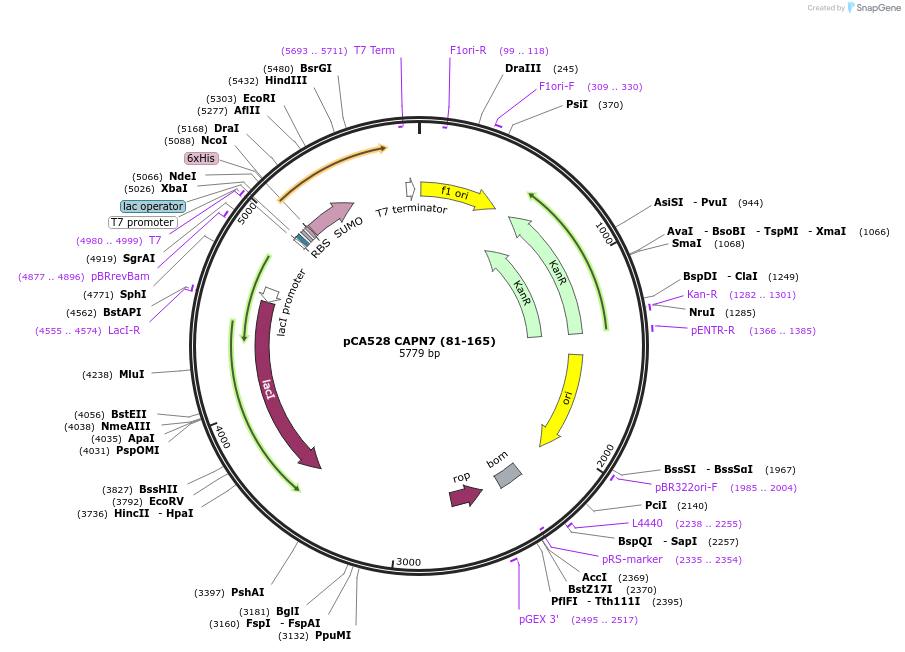 193032-plasmid-map-sequence-id-378922