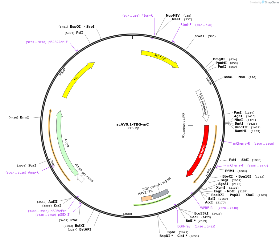 192879-plasmid-map-sequence-id-378924