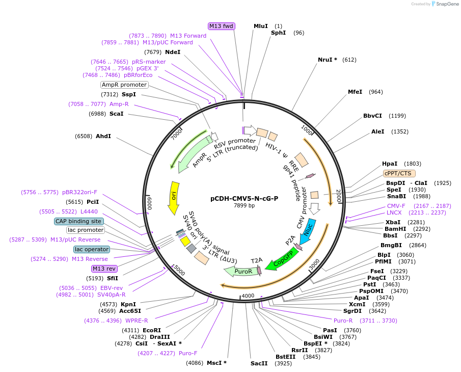 192883-plasmid-map-sequence-id-378927