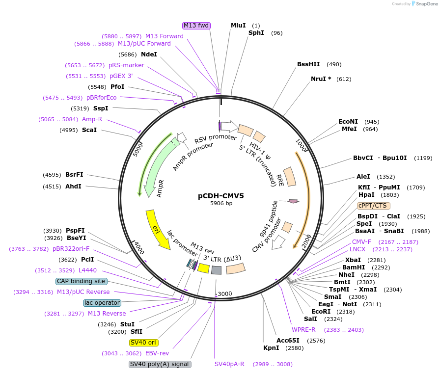 192882-plasmid-map-sequence-id-378928
