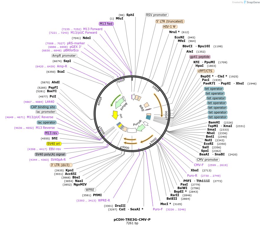192884-plasmid-map-sequence-id-378967