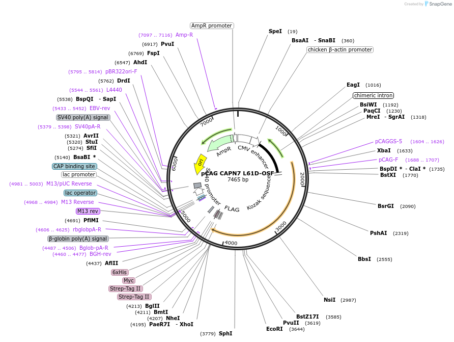 193043-plasmid-map-sequence-id-378986