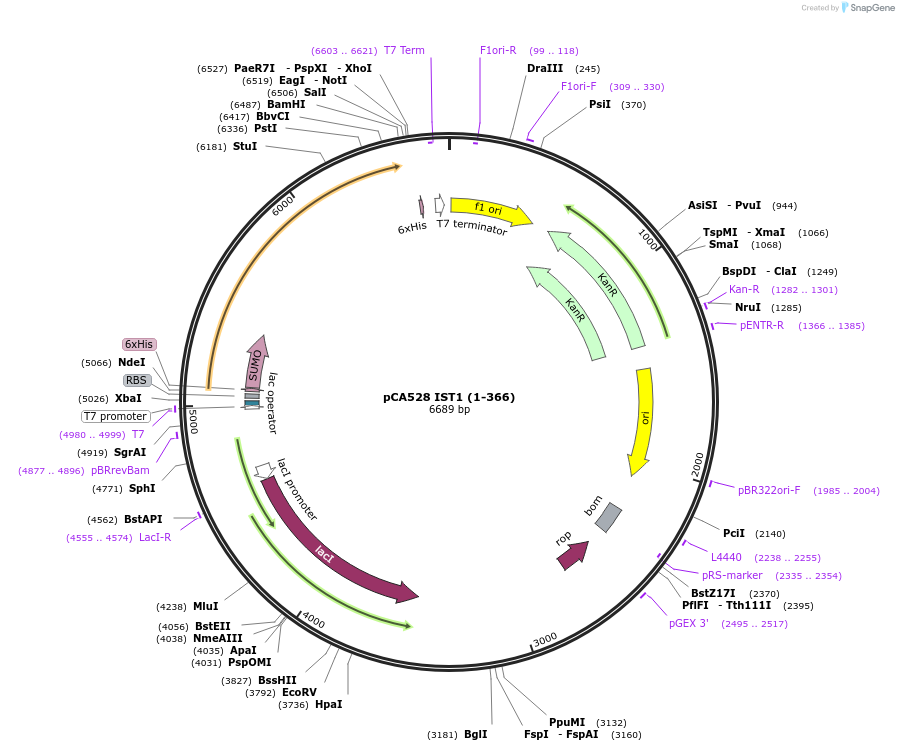 193039-plasmid-map-sequence-id-379004