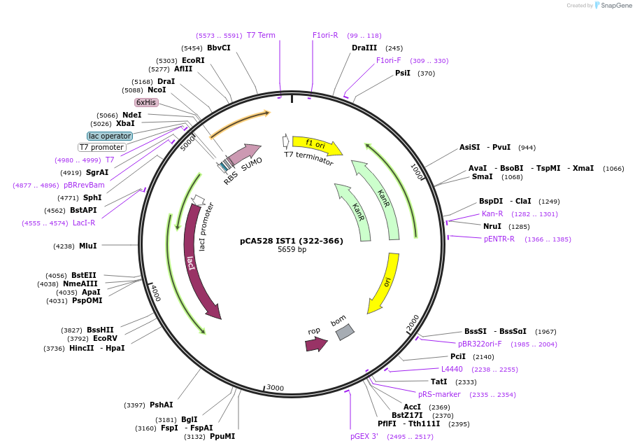 193038-plasmid-map-sequence-id-379009
