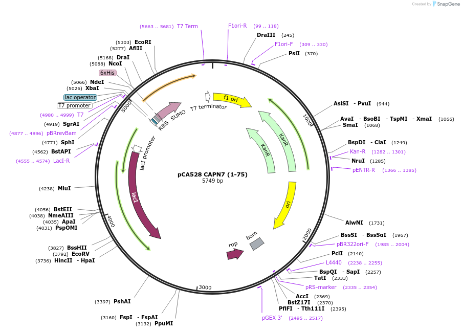 193031-plasmid-map-sequence-id-379014