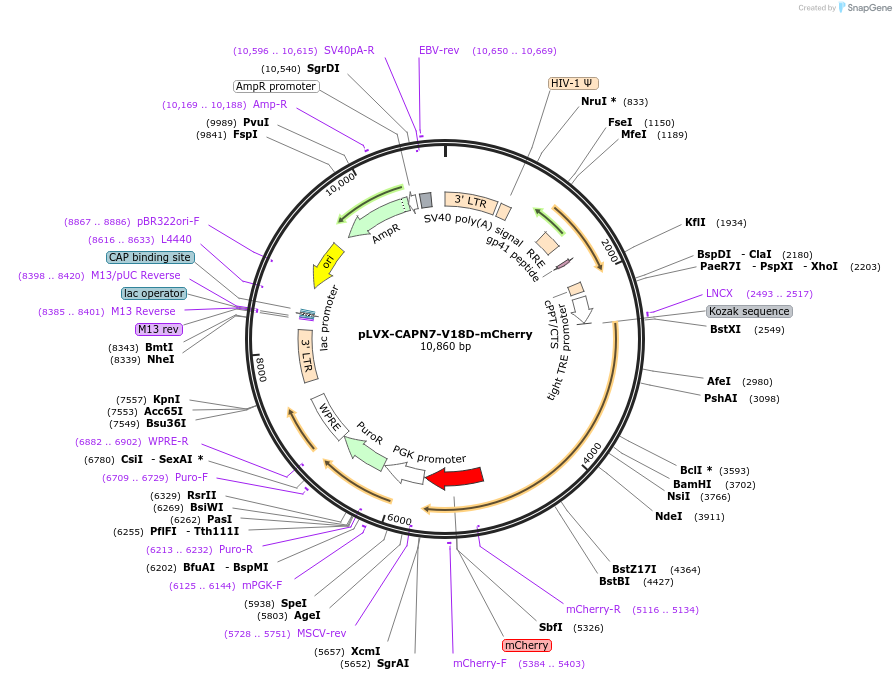 193046-plasmid-map-sequence-id-379016