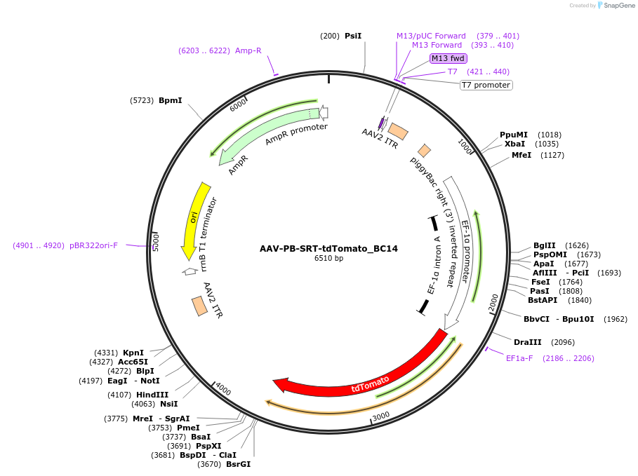 193179-plasmid-map-sequence-id-379020
