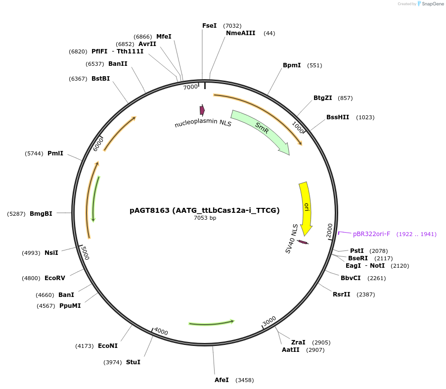 192453-plasmid-map-sequence-id-379029