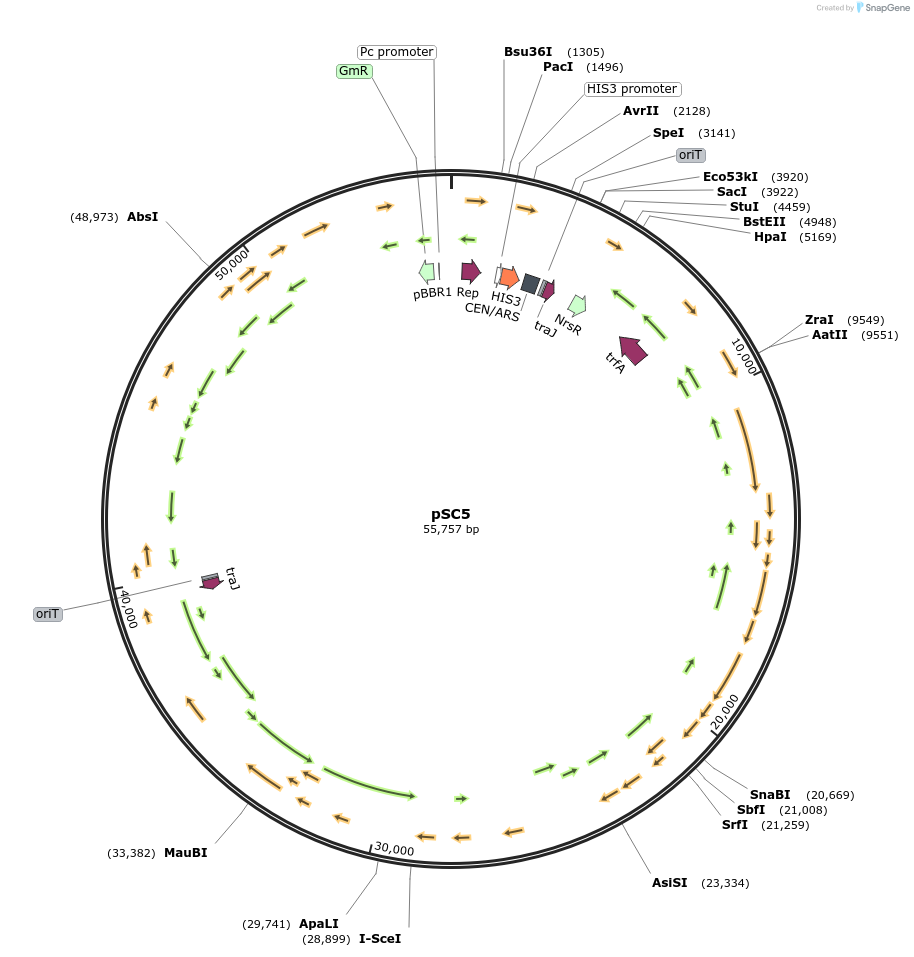 188602-plasmid-map-sequence-id-379039