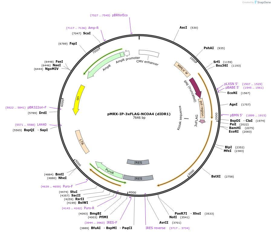 192809-plasmid-map-sequence-id-379047