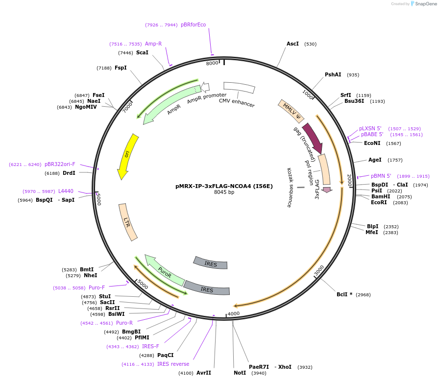 192813-plasmid-map-sequence-id-379056