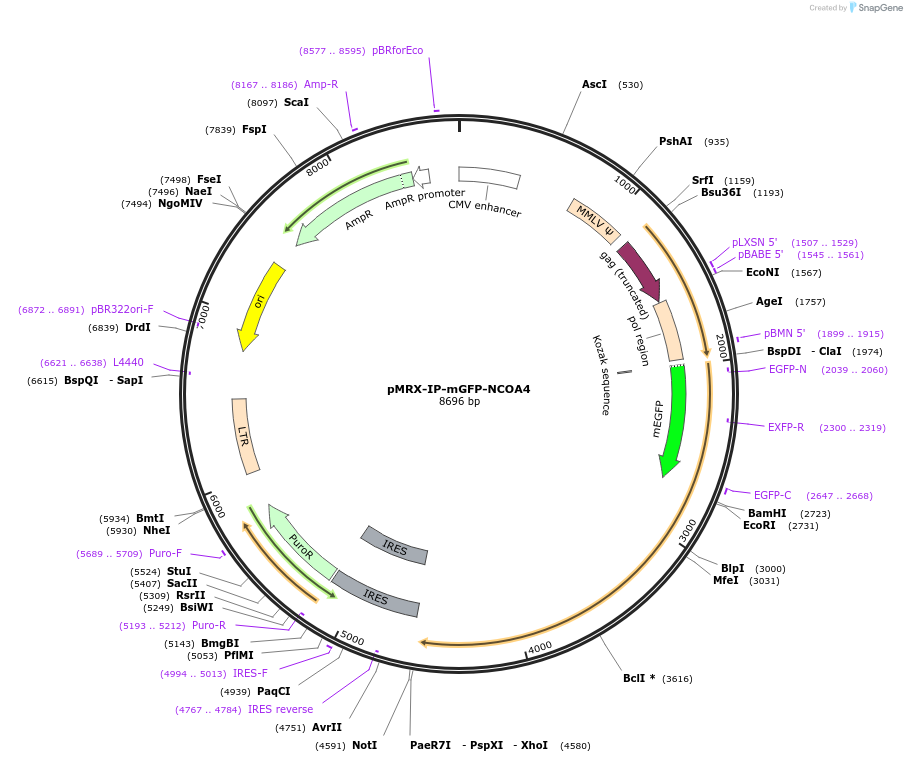 192802-plasmid-map-sequence-id-379066