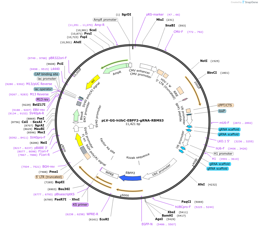 185557-plasmid-map-sequence-id-379115