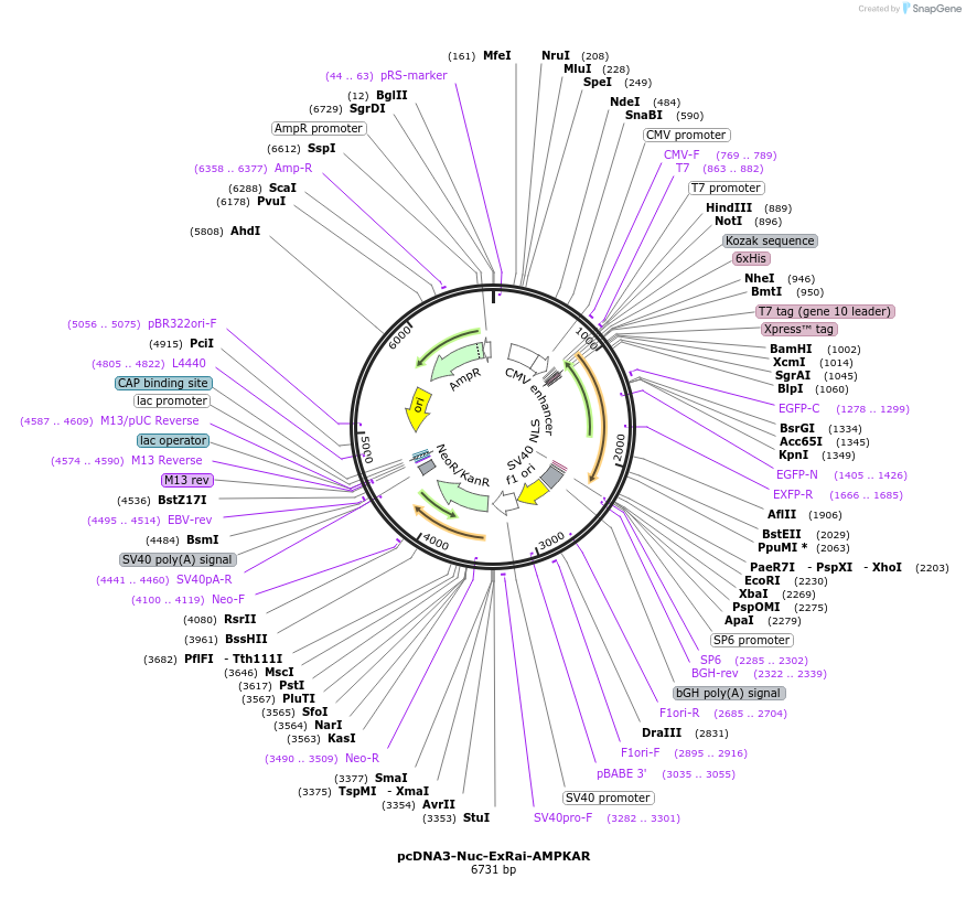 192450-plasmid-map-sequence-id-379138