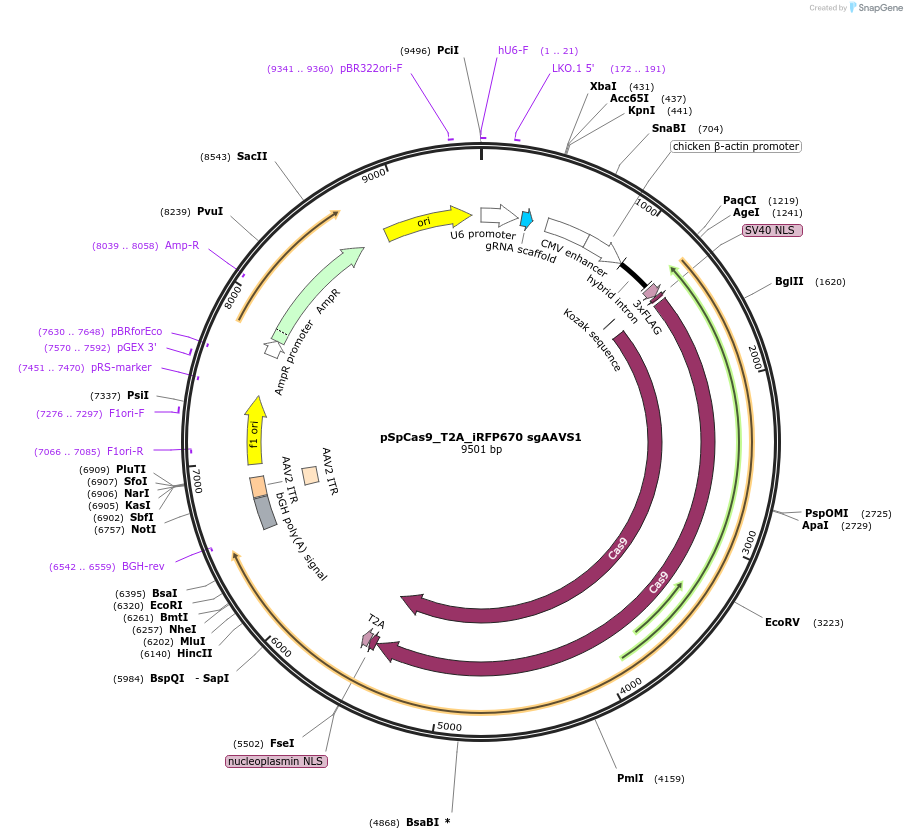 192477-plasmid-map-sequence-id-379146