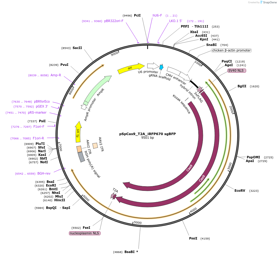 192478-plasmid-map-sequence-id-379150