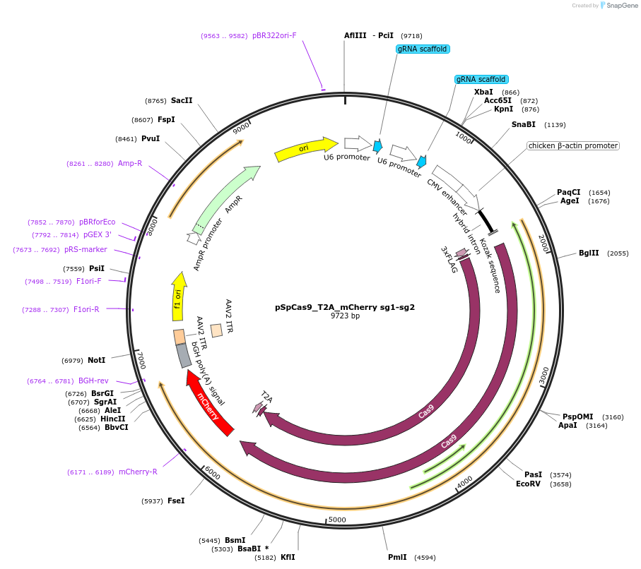 192479-plasmid-map-sequence-id-379152