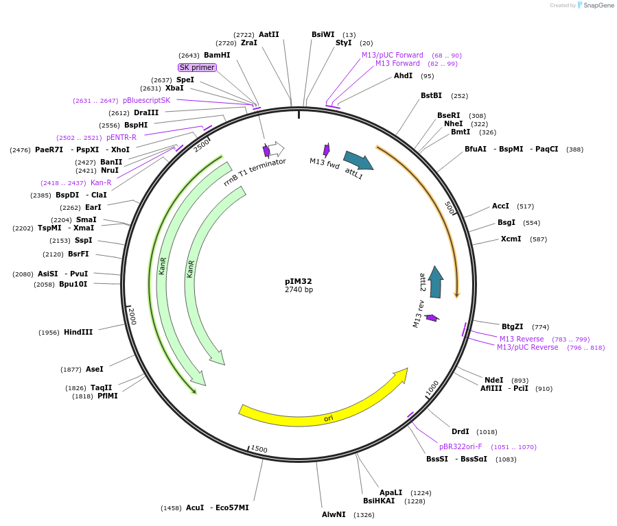 193526-plasmid-map-sequence-id-379153