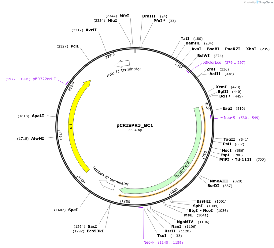 191856-plasmid-map-sequence-id-379154