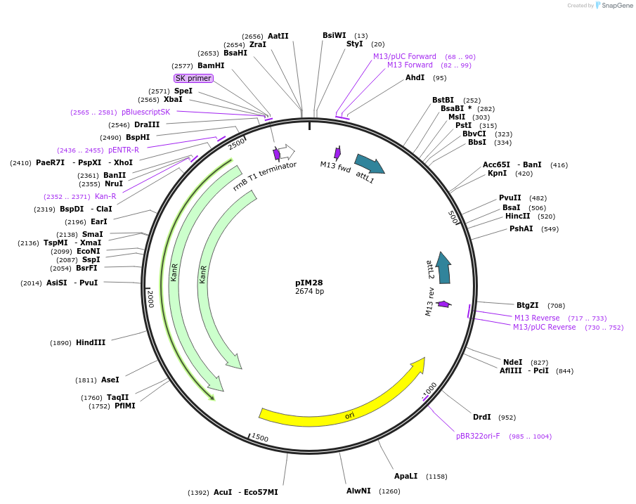 193522-plasmid-map-sequence-id-379155