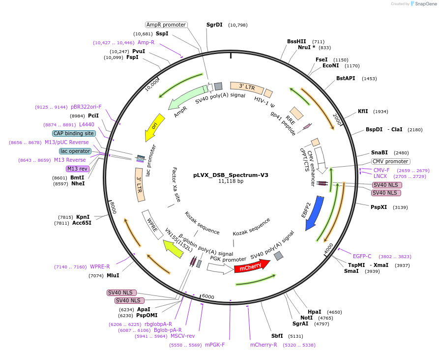 192476-plasmid-map-sequence-id-379156