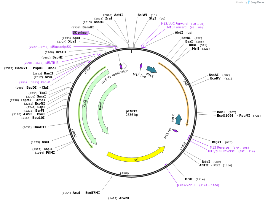 193527-plasmid-map-sequence-id-379158