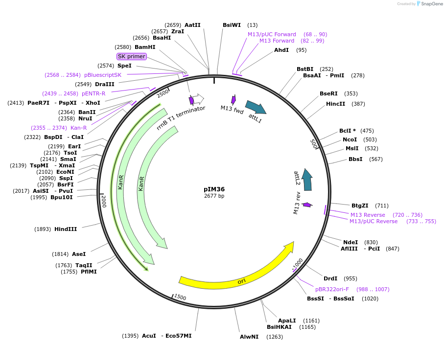 193530-plasmid-map-sequence-id-379159