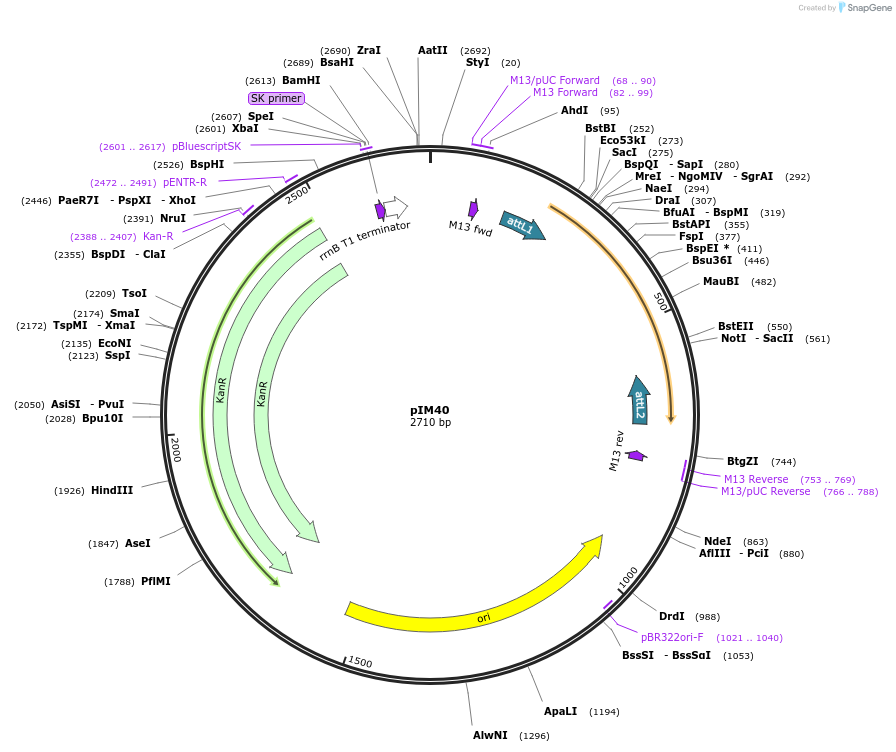 193534-plasmid-map-sequence-id-379161