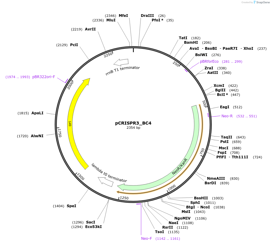 191859-plasmid-map-sequence-id-379162