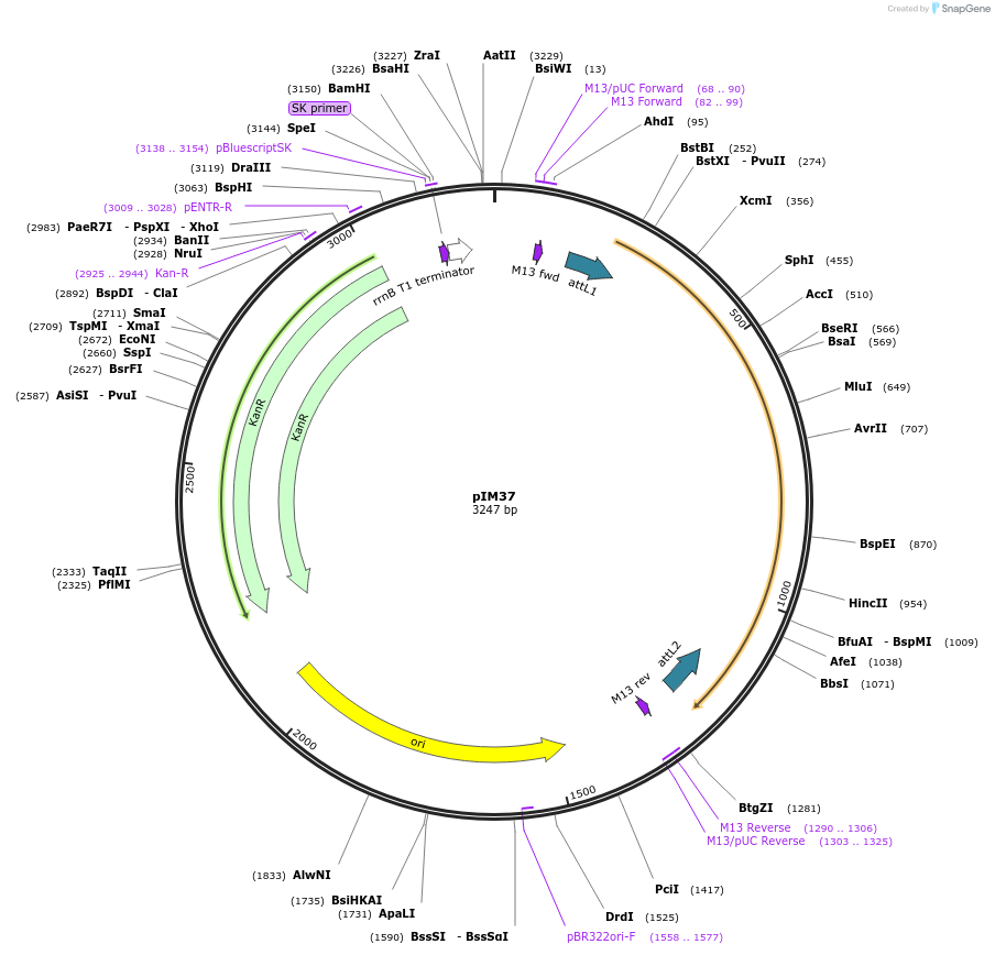 193531-plasmid-map-sequence-id-379163